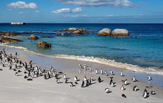 image of Boulders beach