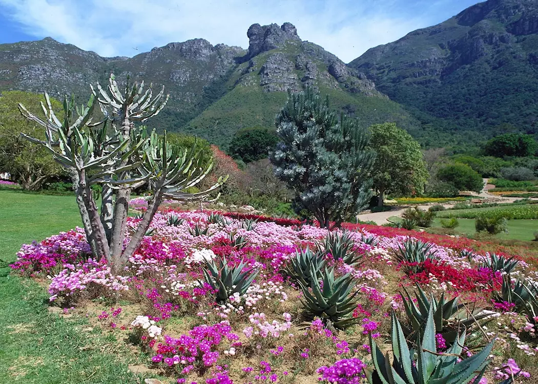 image of kirstenbosch botanical gardens